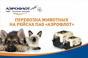 О провозе домашних животных на «вывозном» рейсе